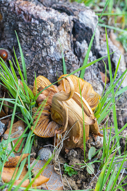 Cortinarius speciosissimus吗?巴塞罗那省的毒蘑菇。Bergueda。